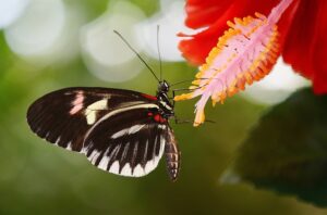 papilio-rumanzovia