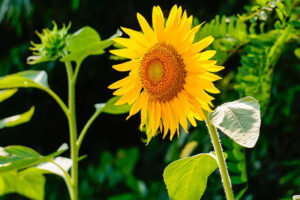 sun