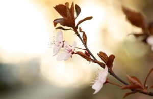 wildflower
